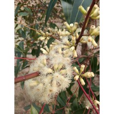 Eucalyptus cladocalyx